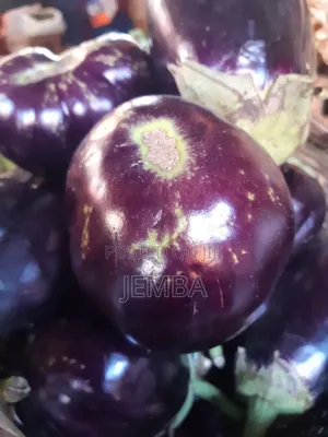 Round Big Eggplant