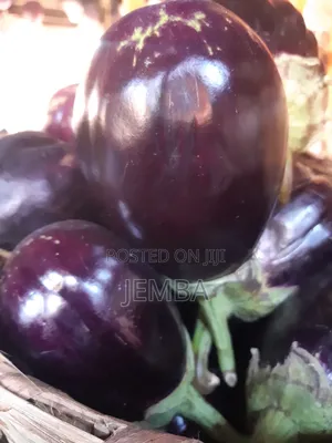 Round Big Eggplant