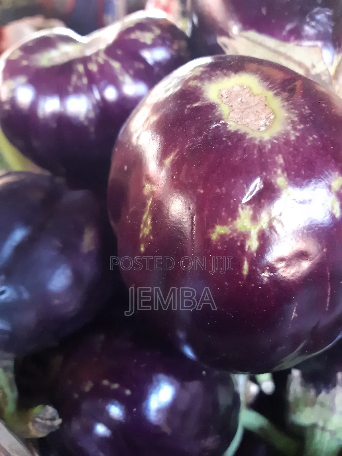 Round Big Eggplant