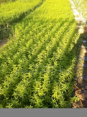 Keiapple for Thorn Fence