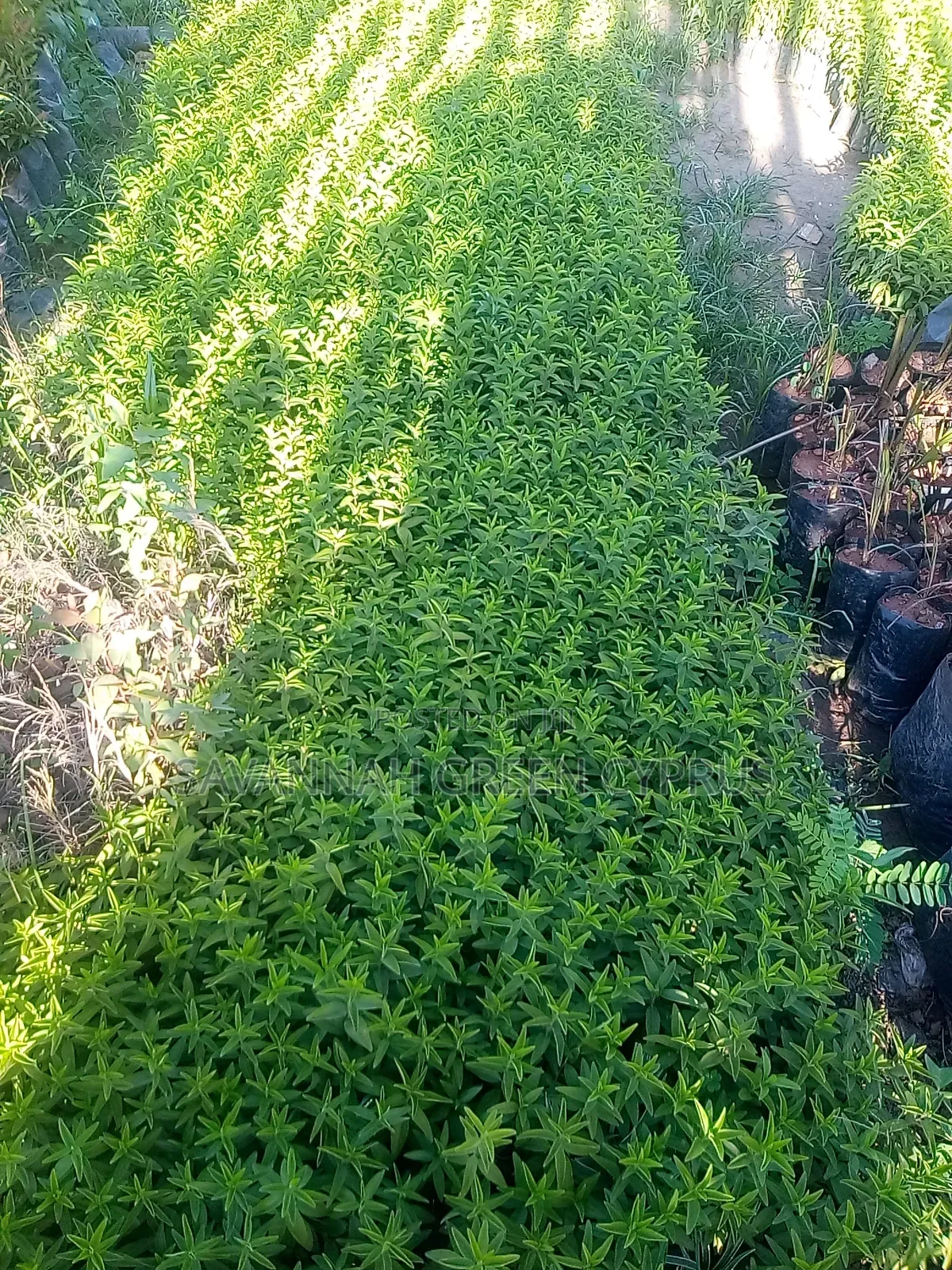Keiapple for Thorn Fence