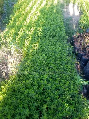 Keiapple for Thorn Fence