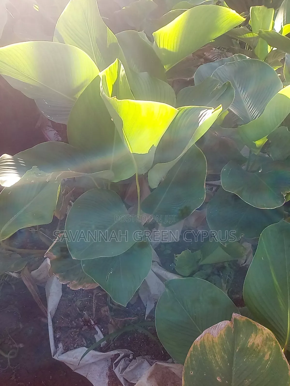 Calathae Plant