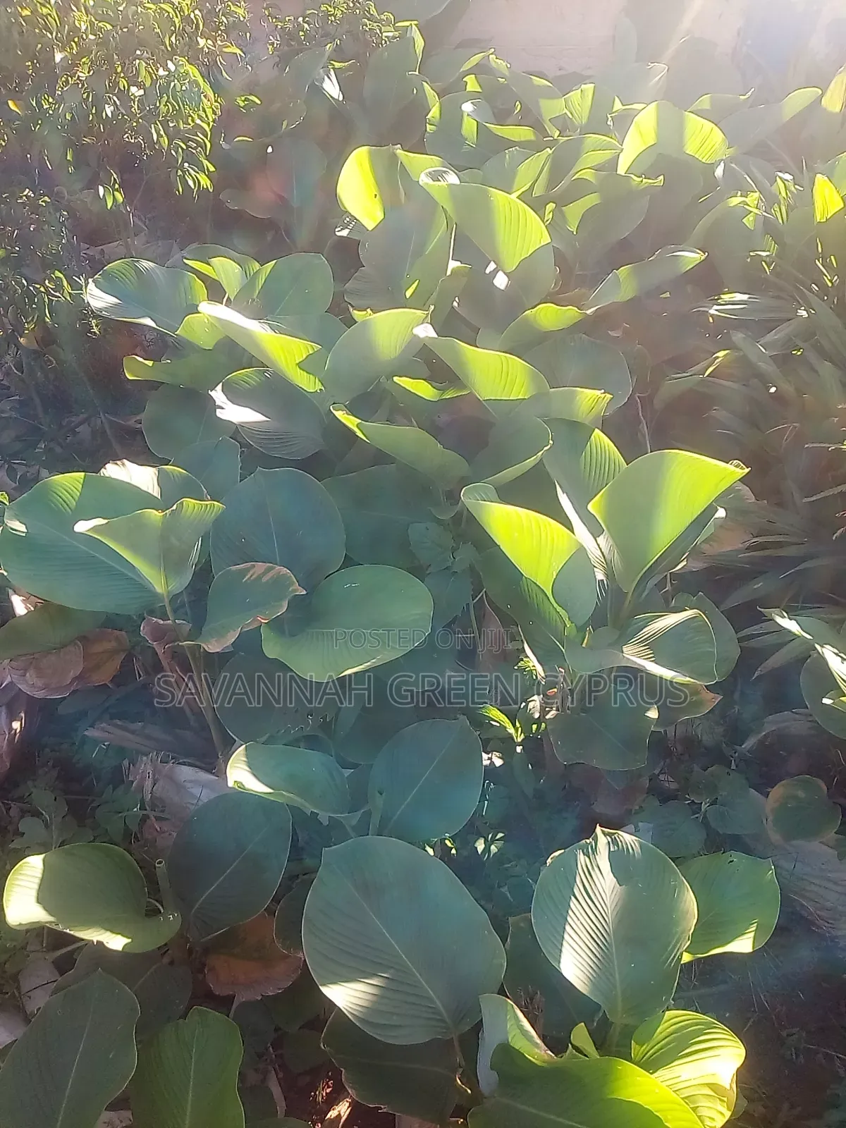 Calathae Plant