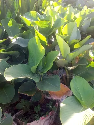 Calathae Plant