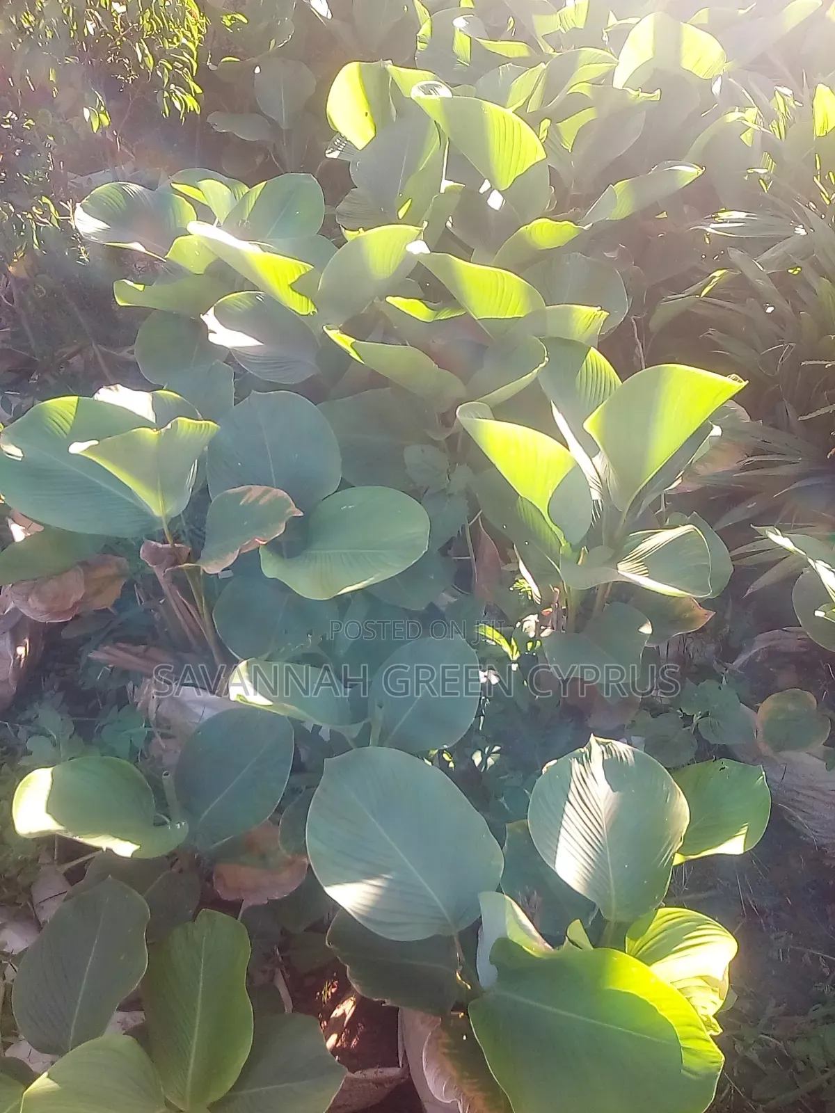 Calathae Plant