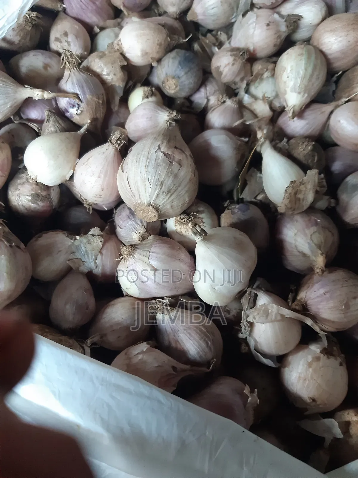 Single Seed Garlic