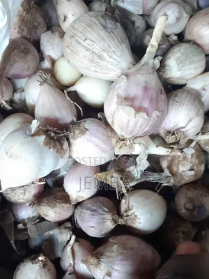 Single Seed Garlic