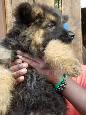 3-6 months Female Purebred German Shepherd