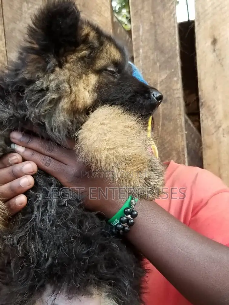 3-6 months Female Purebred German Shepherd