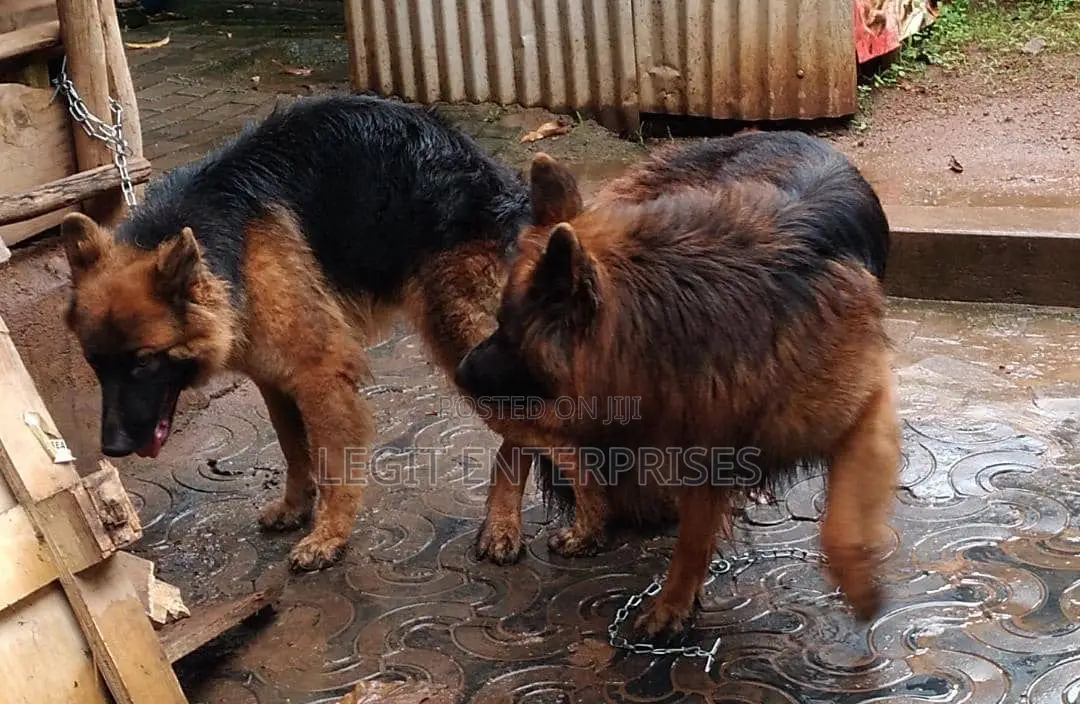 3-6 months Female Purebred German Shepherd