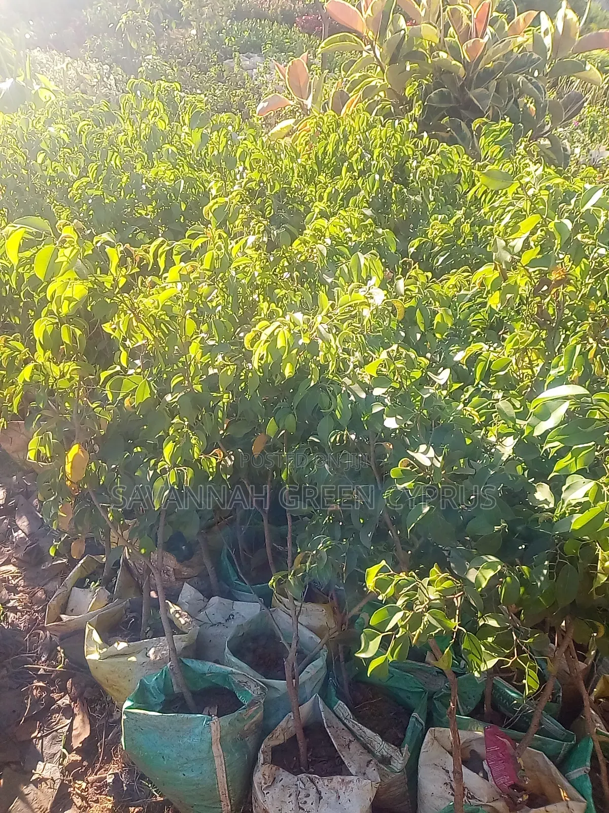 Ever Green Trees for Shade