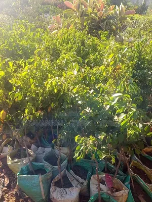 Ever Green Trees for Shade