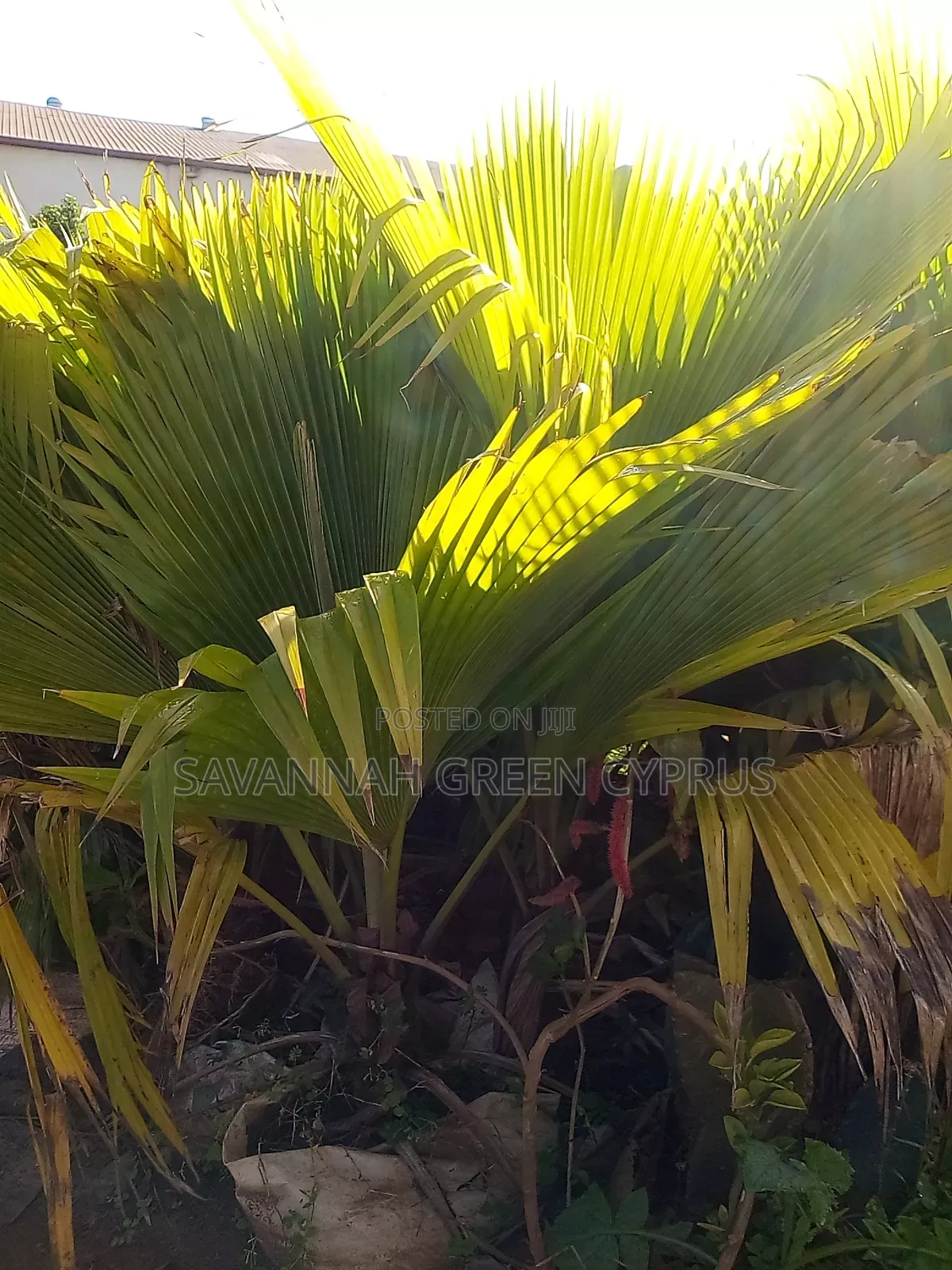 Mexican Palm Trees