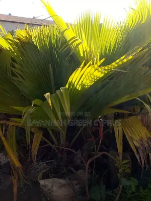 Mexican Palm Trees