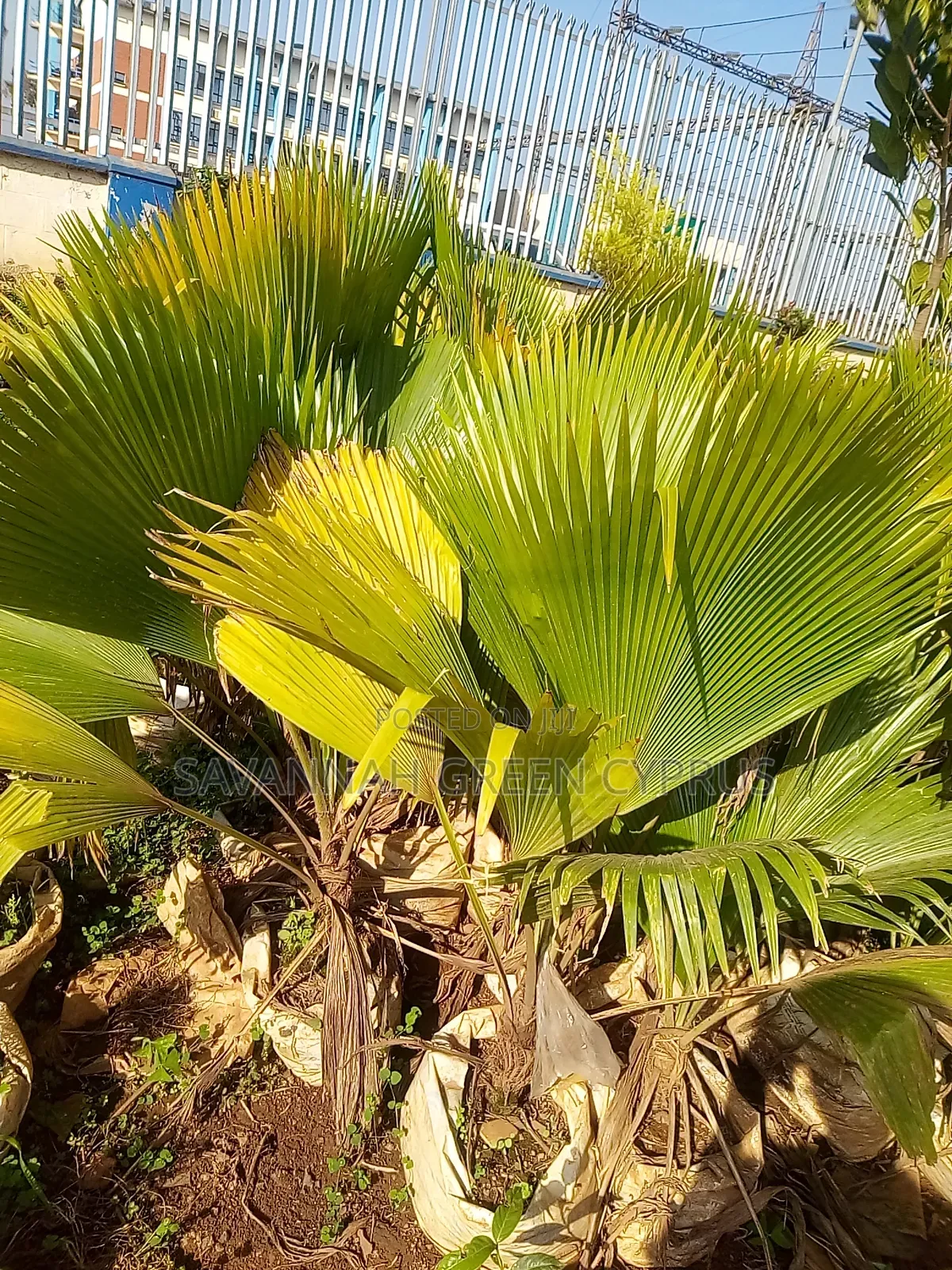 Mexican Palm Trees