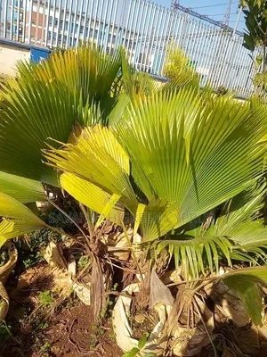 Mexican Palm Trees