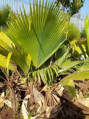 Mexican Palm Trees