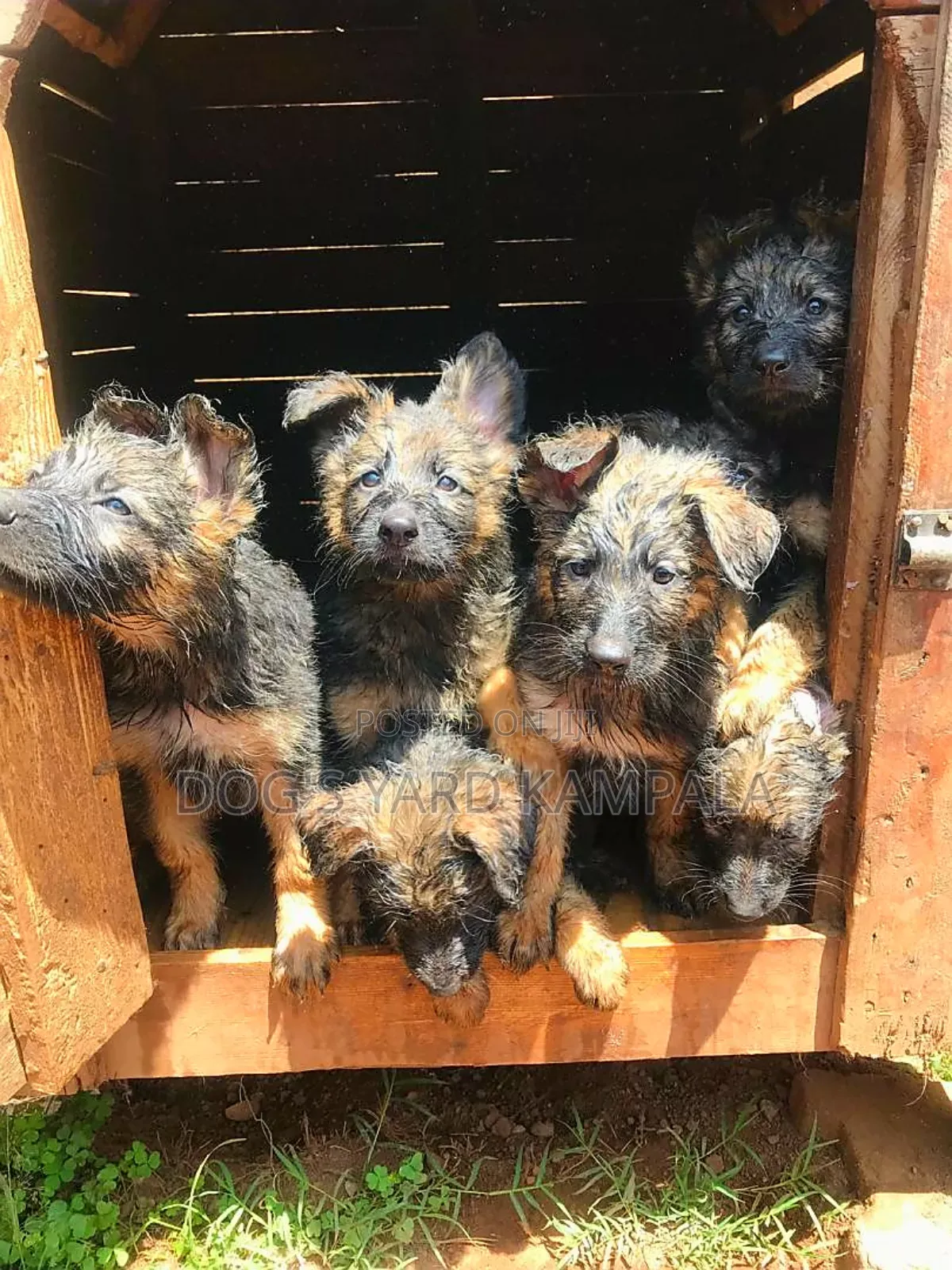 1-3 months Male Purebred German Shepherd