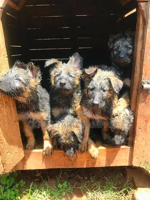 1-3 months Male Purebred German Shepherd