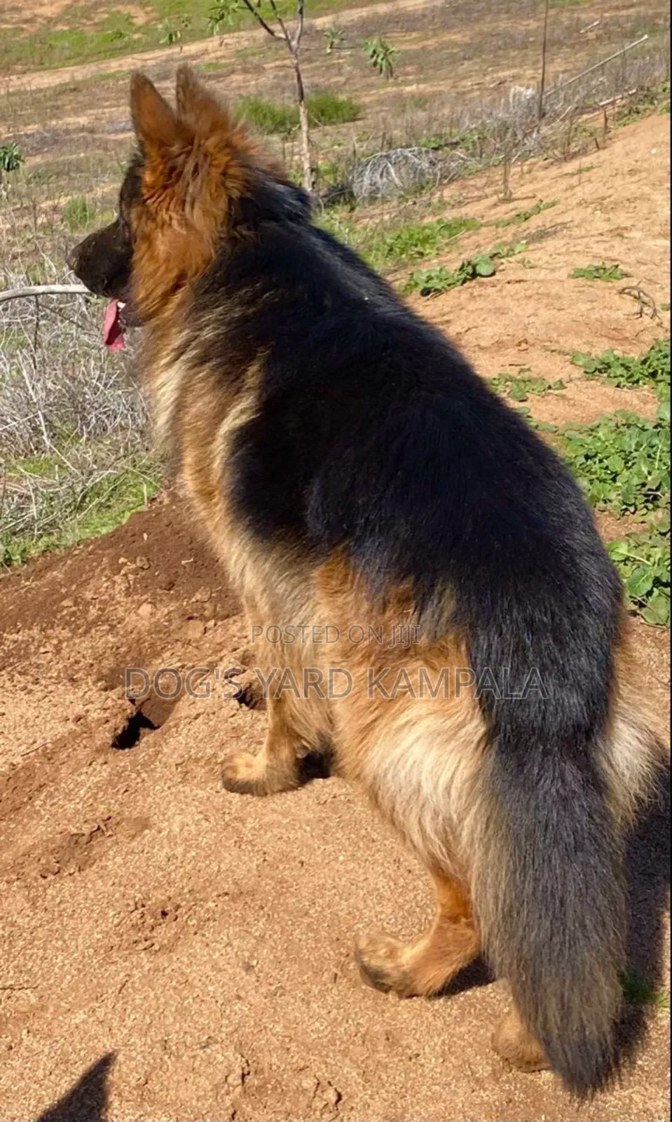 1-3 months Male Purebred German Shepherd