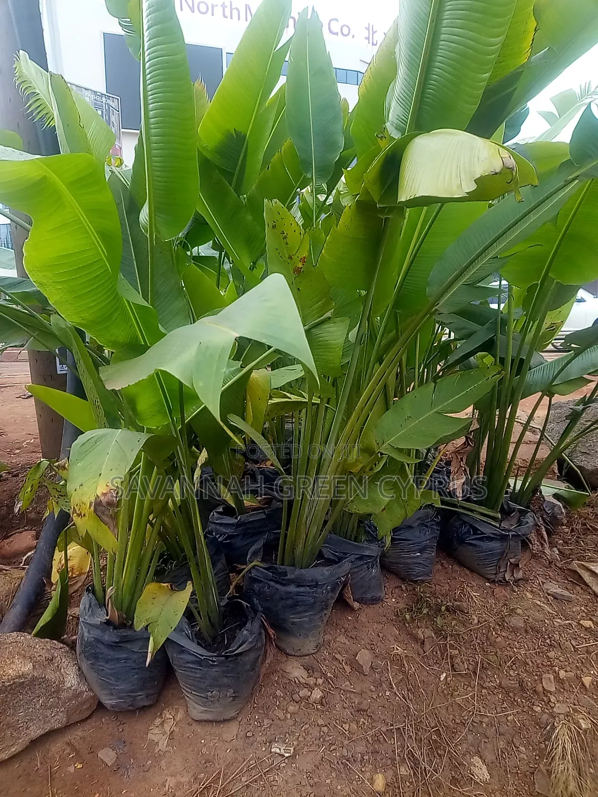 Outdoor Palm Tree