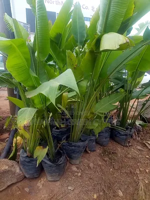 Outdoor Palm Tree