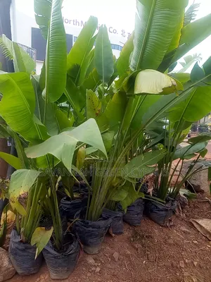 Outdoor Palm Tree