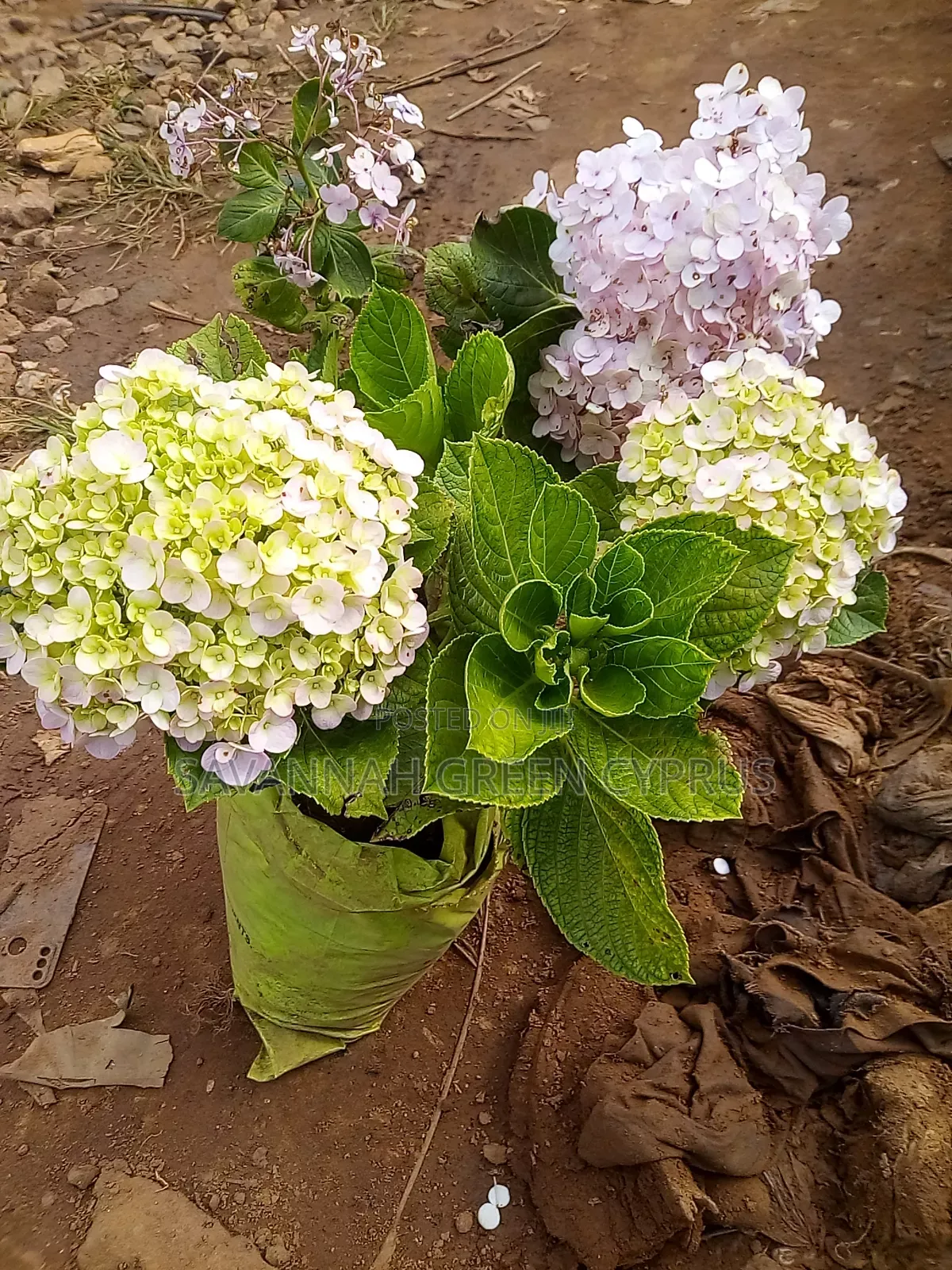 Hydrengea Flowering Plant