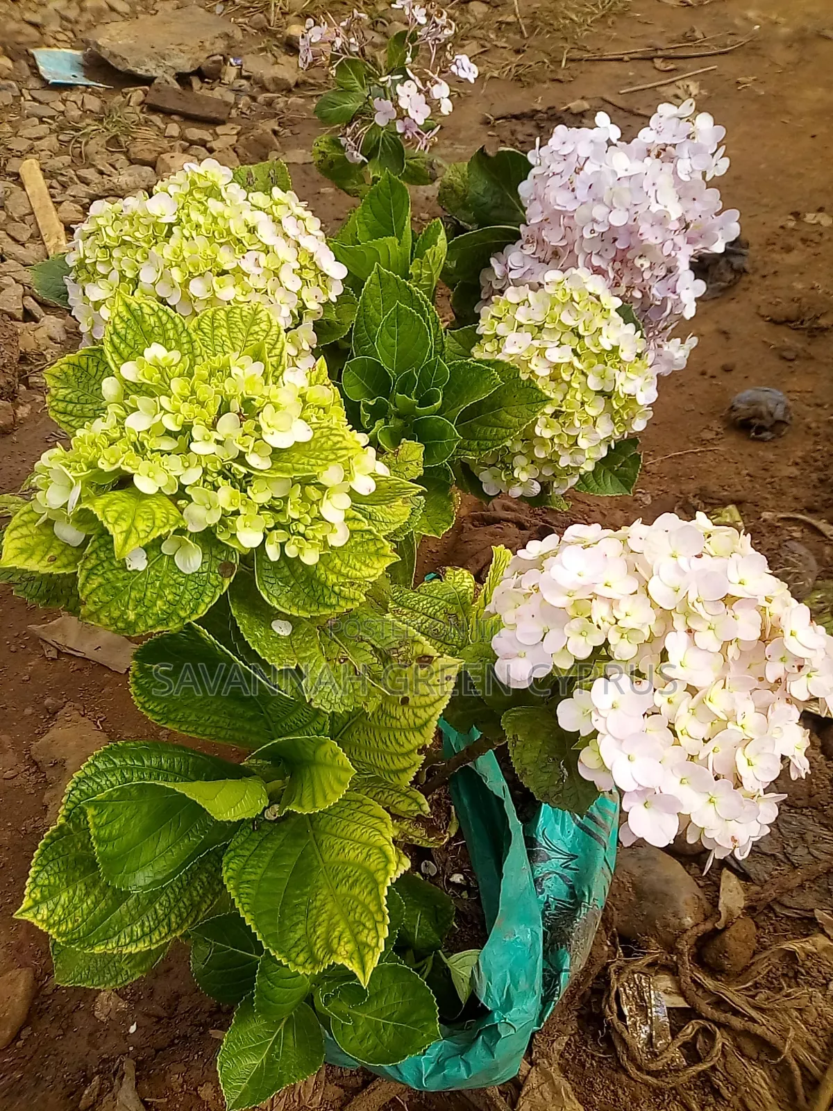 Hydrengea Flowering Plant