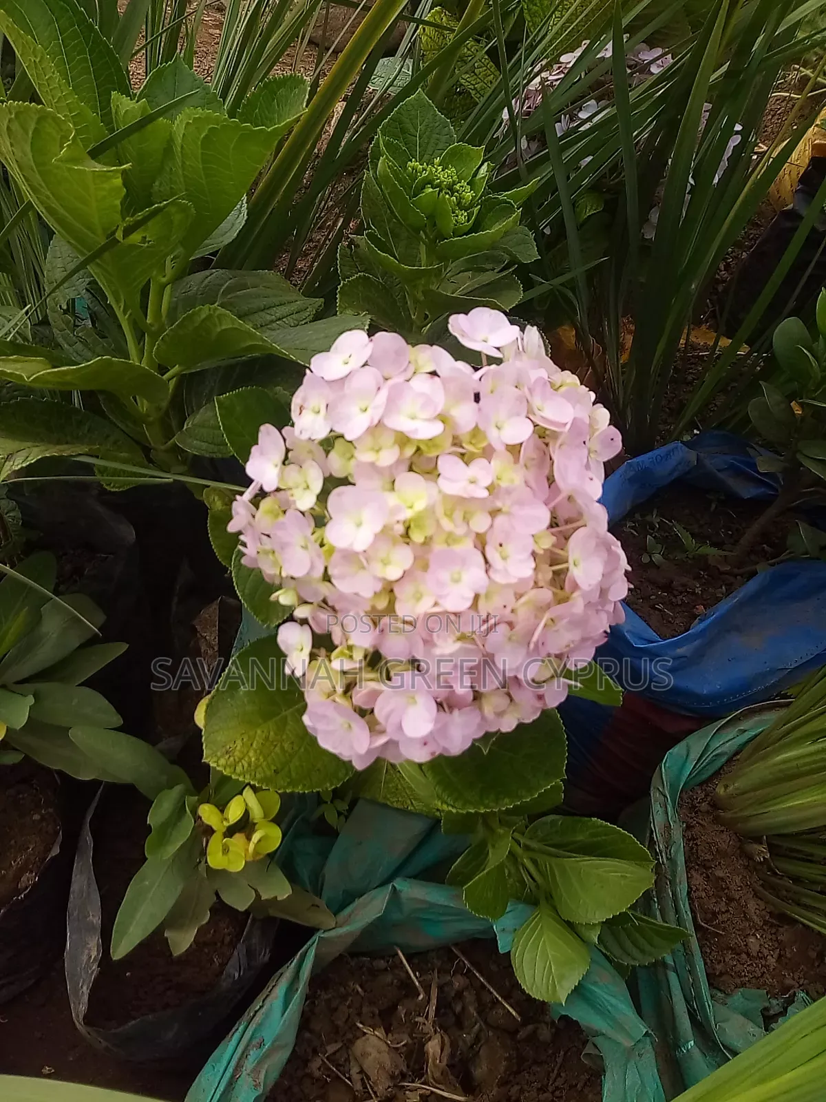 Hydrengea Flowering Plant