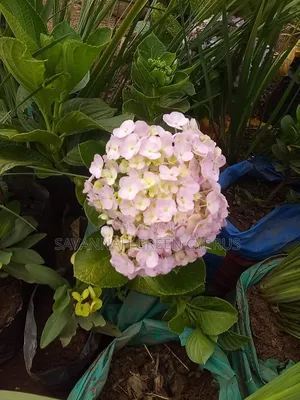 Hydrengea Flowering Plant