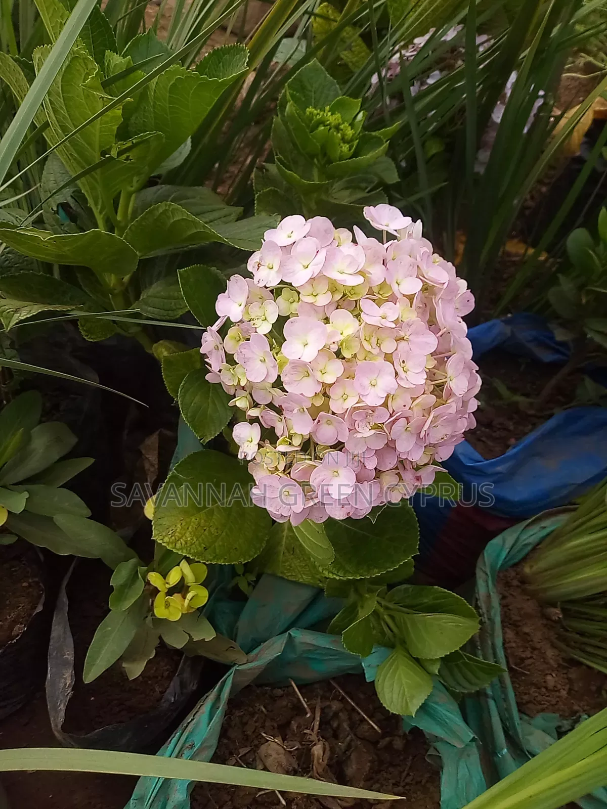 Hydrengea Flowering Plant