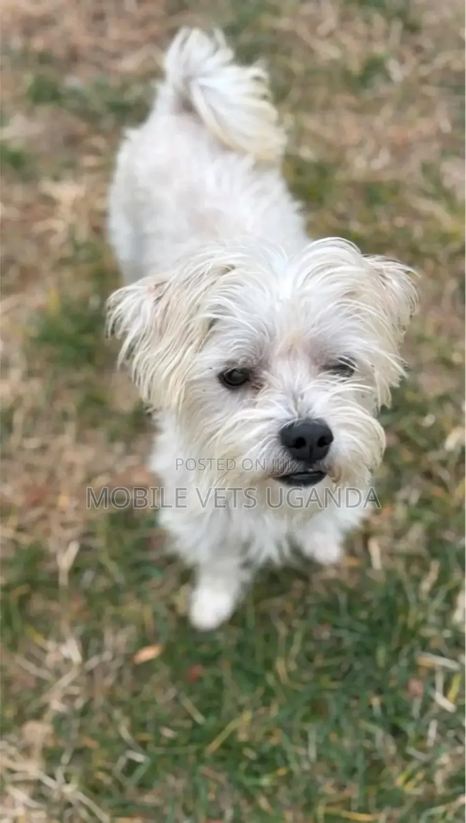 3-6 months Male Purebred Maltese