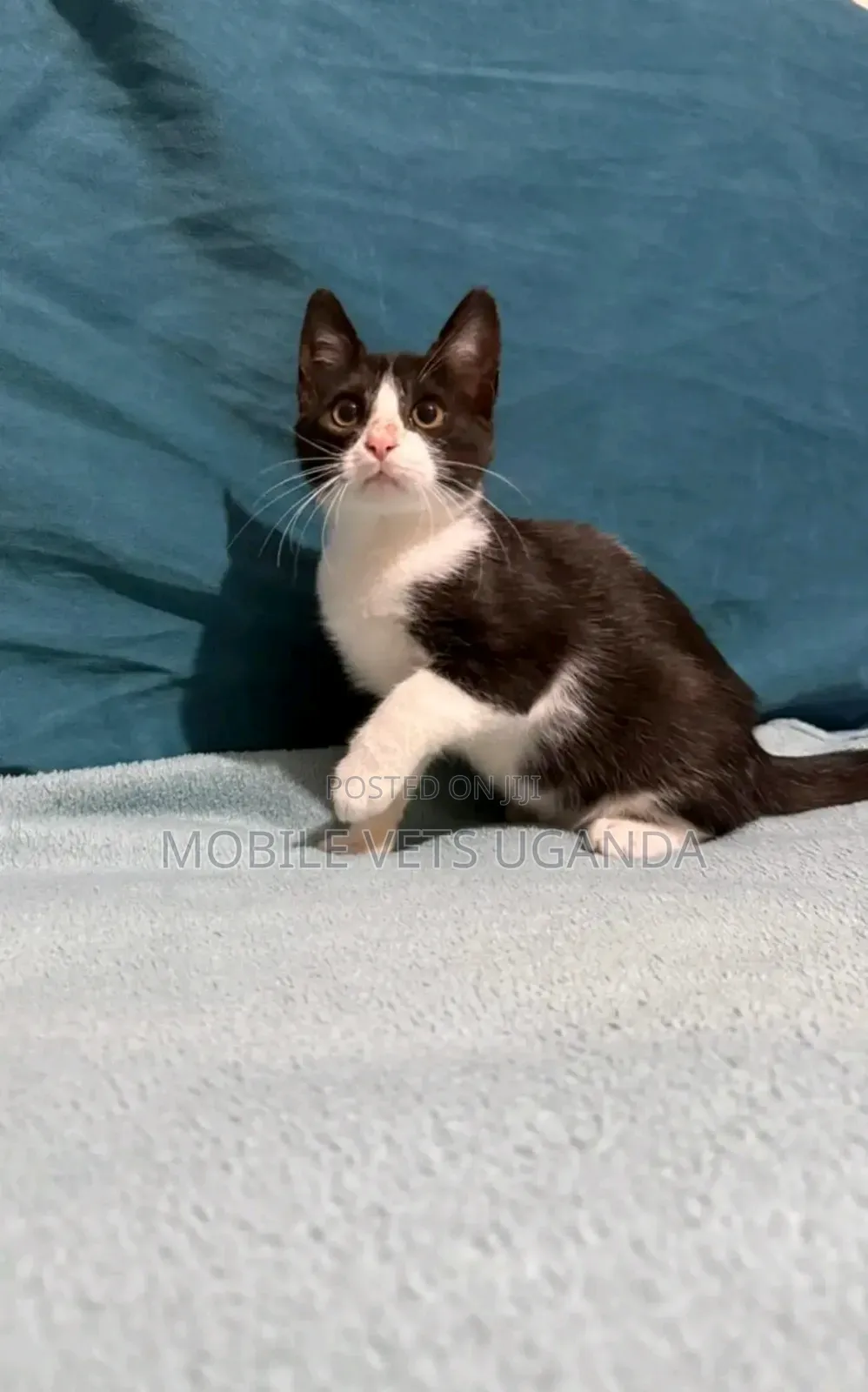1-3 months Female Purebred British Shorthair