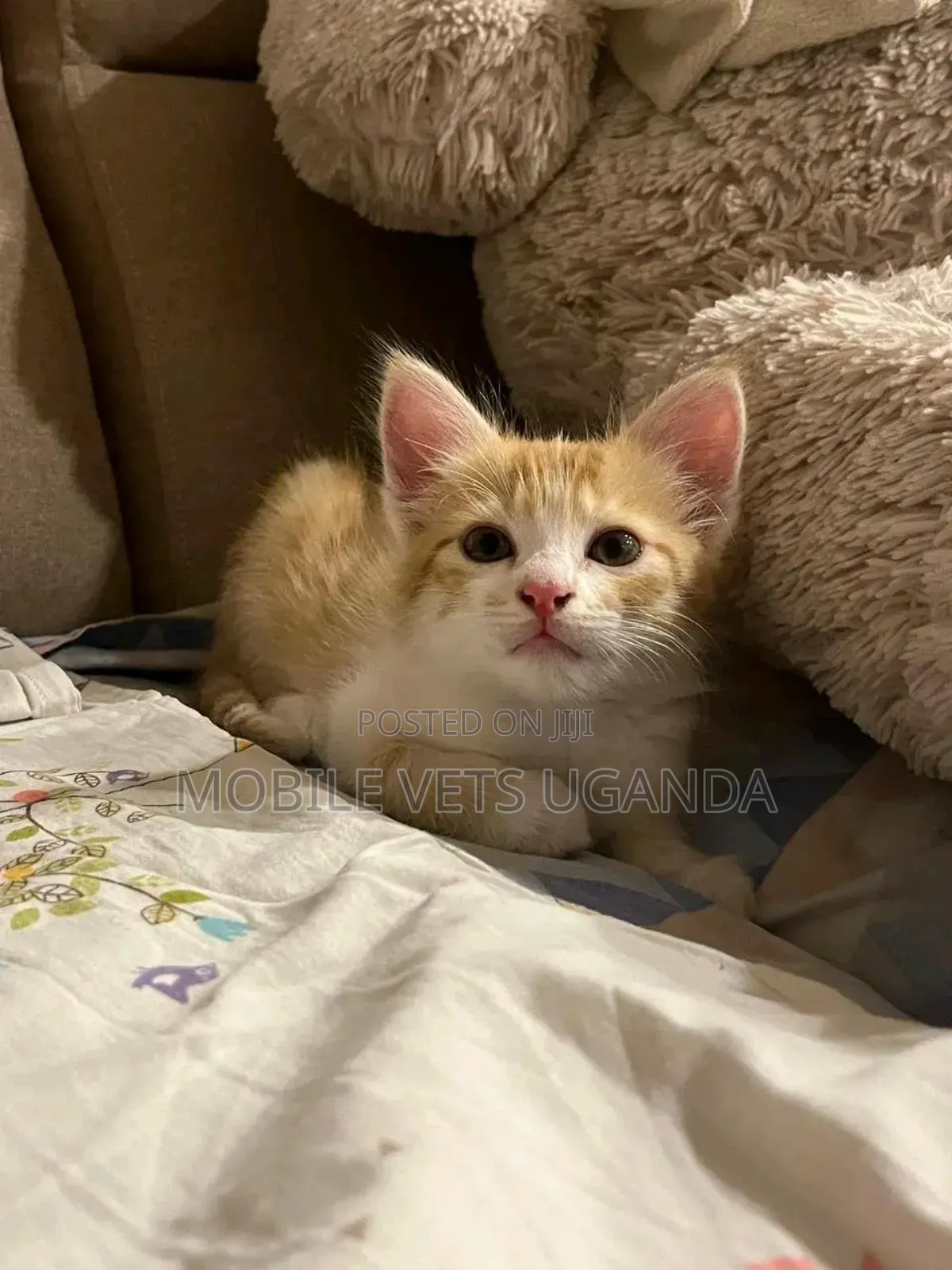 1-3 months Female Purebred Balinese