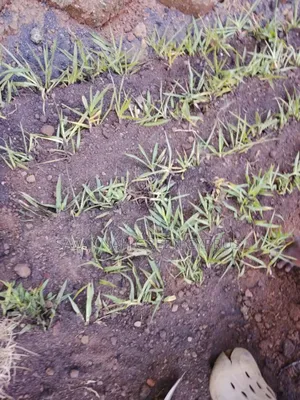 Compound Leveling and Grass Planting