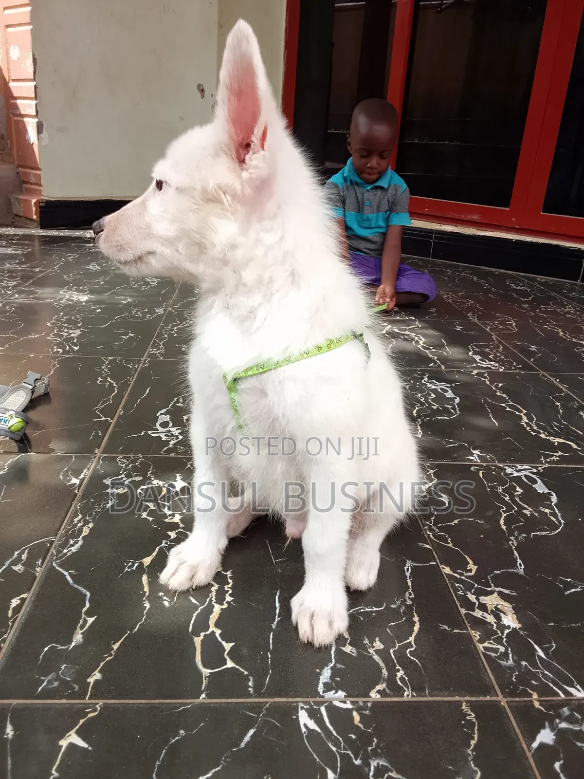 3-6 months Male Purebred White Shepherd