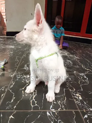 3-6 months Male Purebred White Shepherd