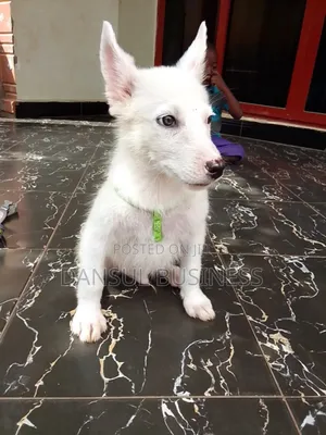 3-6 months Male Purebred White Shepherd