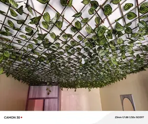 Ceiling Plants Each