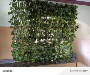 Green Wall Plants Each
