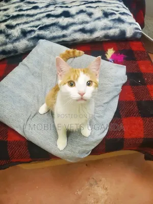 0-1 month Female Purebred Snowshoe