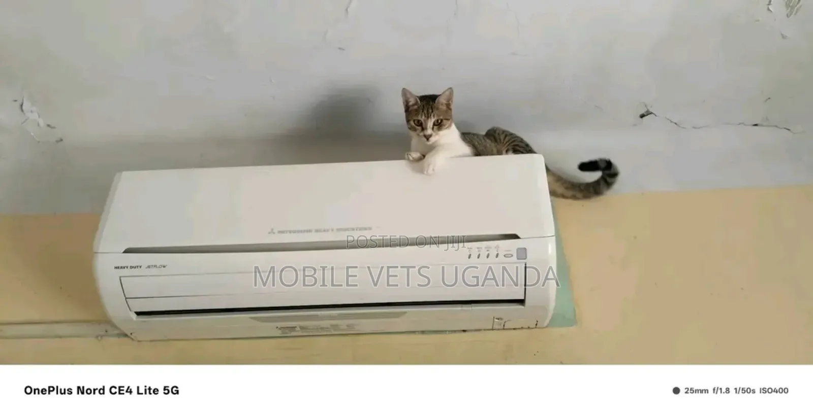 6-12 months Male Purebred Tonkinese