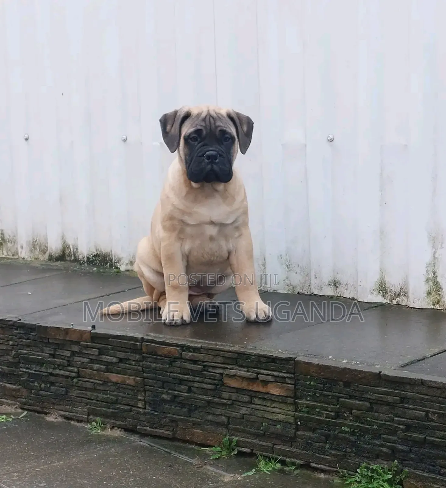 3-6 months Female Purebred Boerboel