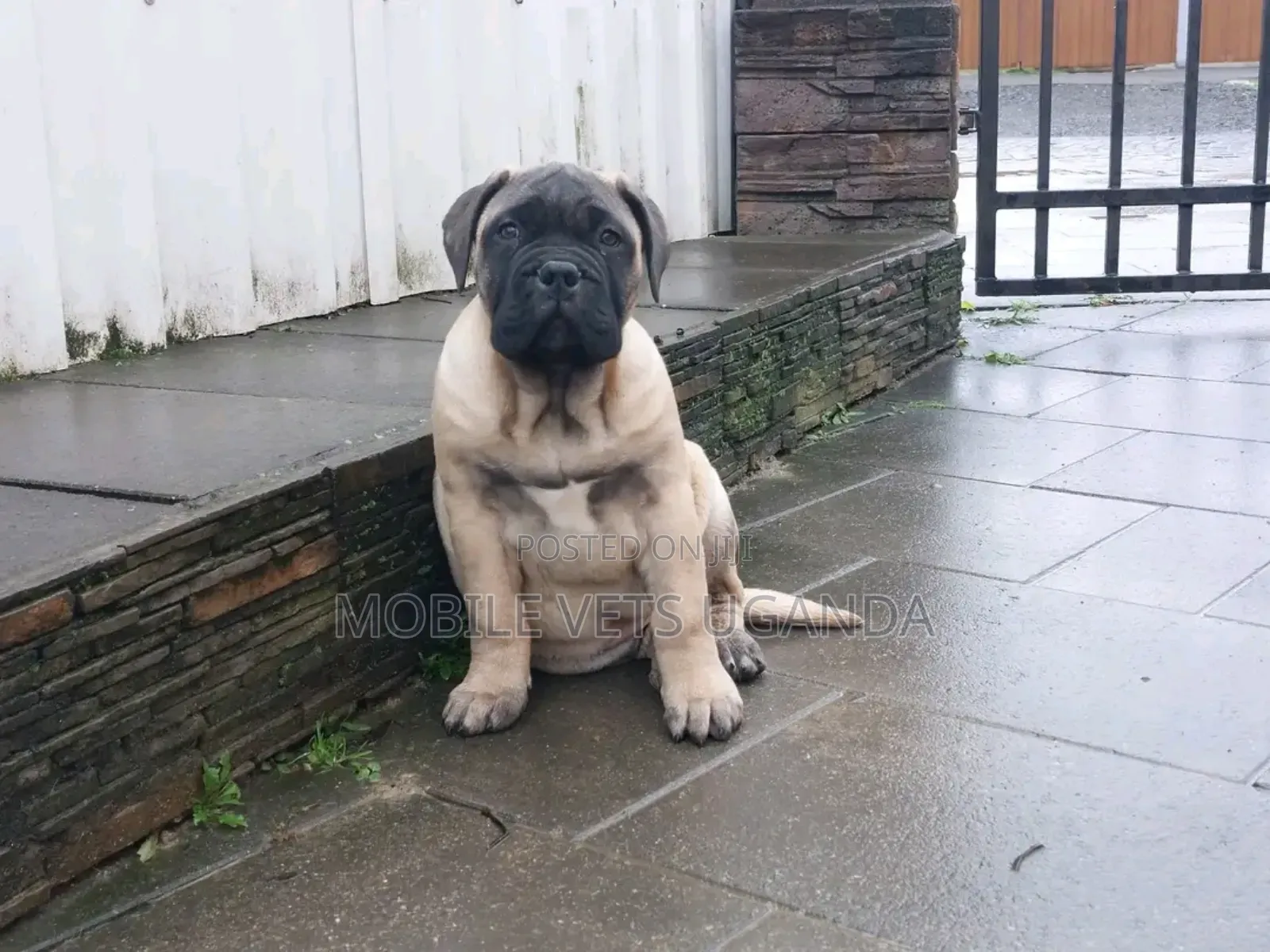 1-3 months Female Purebred Boerboel