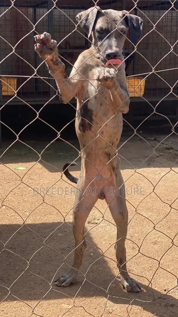 1-3 months Male Purebred Great Dane