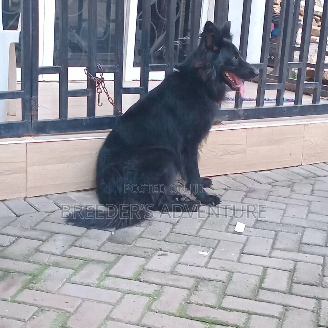 6-12 months Female Purebred German Shepherd