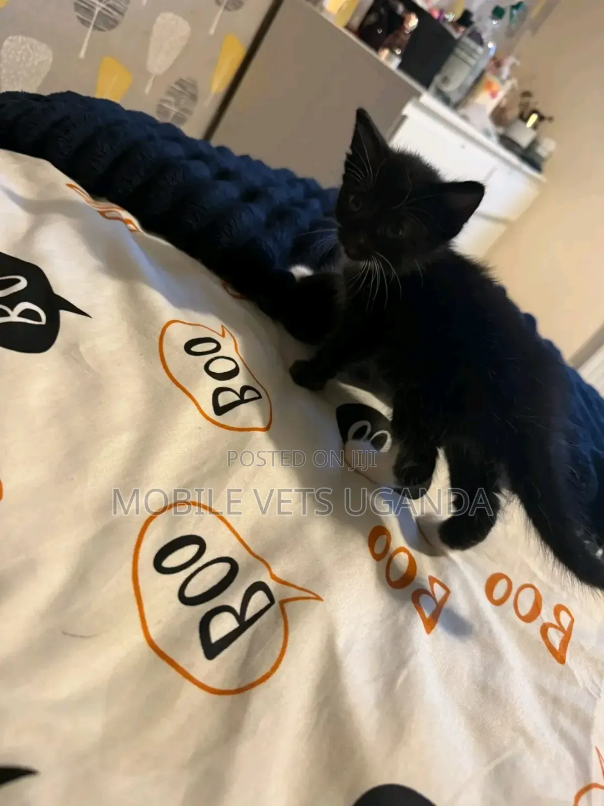 0-1 month Male Purebred American Bobtail