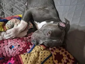 1+ year Male Purebred American Pit Bull Terrier